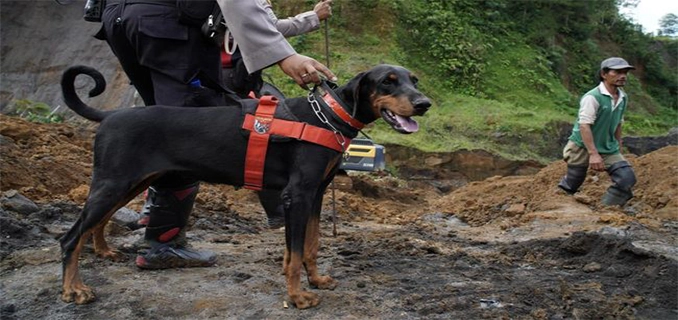 Polisi Sisir Lokasi Jasad Alvaro di Tenjo Dengan Anjing Pelacak