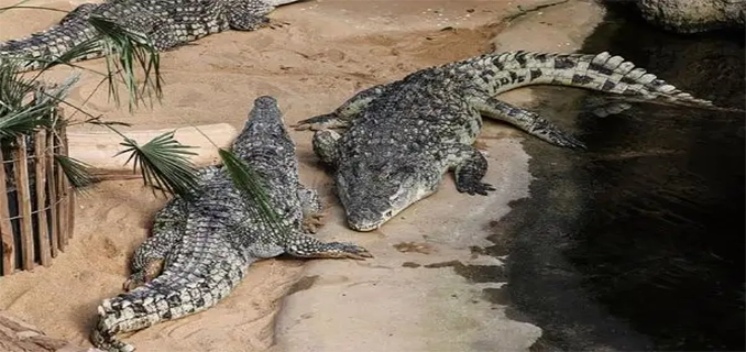 Israel Tewaskan Ratusan Buaya Kekhawatiran Ancaman Teror